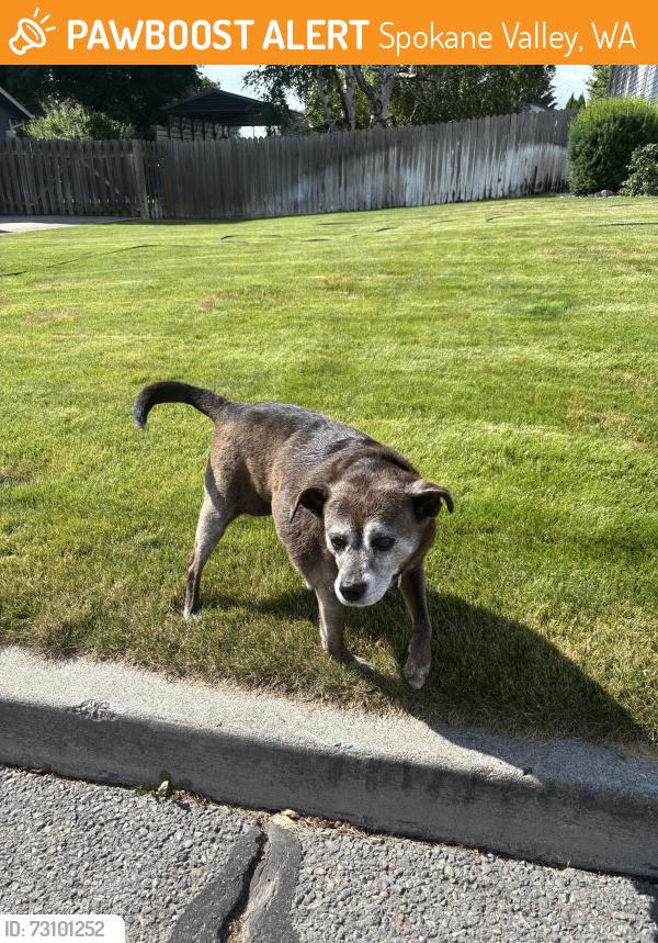 Found/Stray Female Dog last seen Adams Progress, Spokane Valley, WA 99037