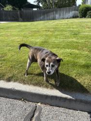 Found/Stray Female Dog last seen Adams Progress, Spokane Valley, WA 99037