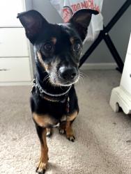 Reunited Male Dog last seen Last official sighting was a little past Fernhill on Maple Avenue in Bristol, Bristol, CT 06010