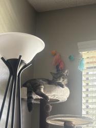 Lost Male Cat last seen W Commonwealth and Gilbert, Fullerton, CA 92833