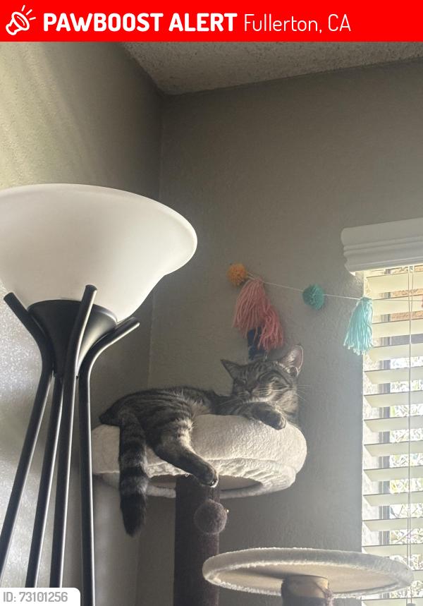 Lost Male Cat last seen W Commonwealth and Gilbert, Fullerton, CA 92833