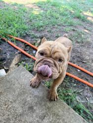 Lost Male Dog last seen Shelby Dr & Westview Rd, Memphis, TN 38109