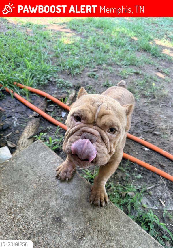 Lost Male Dog last seen Shelby Dr & Westview Rd, Memphis, TN 38109