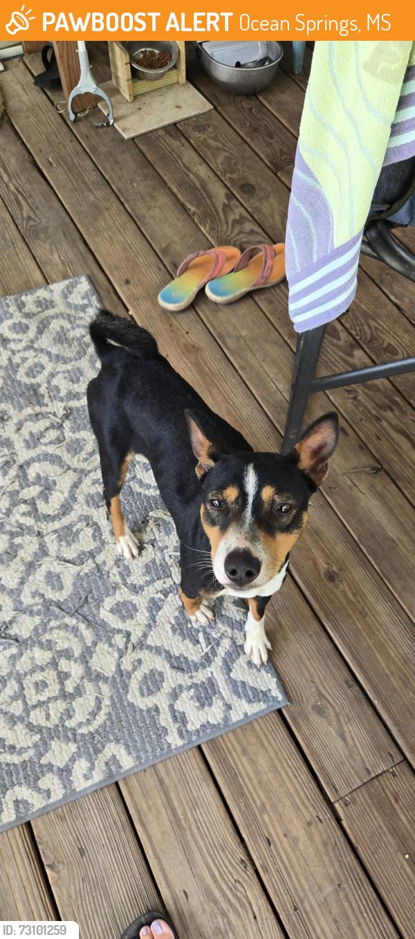 Found/Stray Male Dog last seen larue rd and old bilioxi, Ocean Springs, MS 39565
