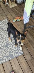 Found/Stray Male Dog last seen larue rd and old bilioxi, Ocean Springs, MS 39565