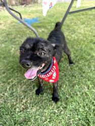 Lost Male Dog last seen Near moiselle street Midwest city, Midwest City, OK 73110