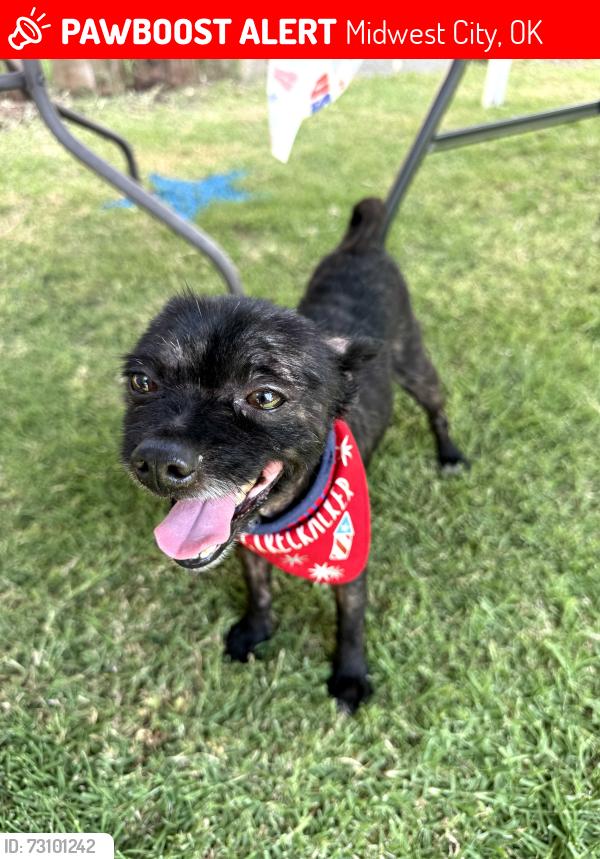 Lost Male Dog last seen Near moiselle street Midwest city, Midwest City, OK 73110