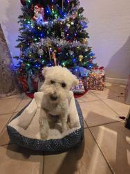 Reunited Male Dog last seen Mohawk and siuox, El Paso, TX 79925