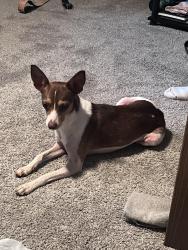Reunited Female Dog last seen NC 24/27 W road between Oakboro, NC, and Norwood, NC (Stanly county), Oakboro, NC 28129