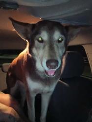 Found/Stray Female Dog last seen Tavern and camuni del sequan, Alpine, CA 91901