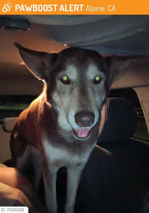 Found/Stray Female Dog last seen Tavern and camuni del sequan, Alpine, CA 91901