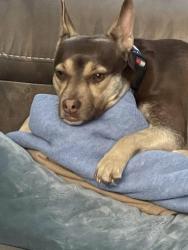 Lost Female Dog last seen A-90 and 2438, Seguin, TX 78155