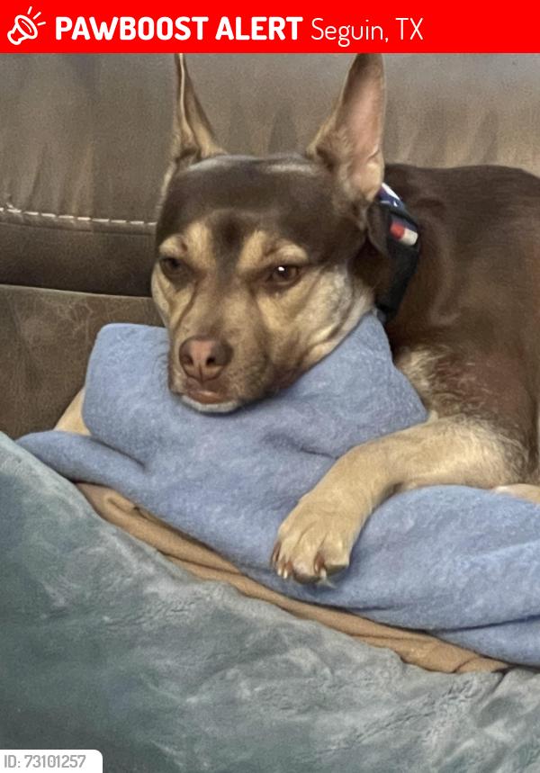 Lost Female Dog last seen A-90 and 2438, Seguin, TX 78155