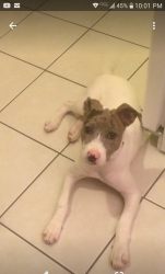 Reunited Female Dog last seen Halifax Rd. Merritt Dr., Greensboro, NC 27407