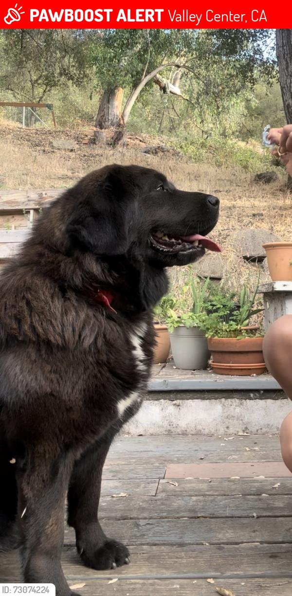 Lost Female Dog last seen Woods Valley Rd. and Augusta Gated Community, Valley Center, CA 92082