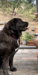 Lost Female Dog last seen Woods Valley Rd. and Augusta Gated Community, Valley Center, CA 92082