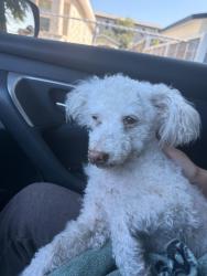 Found/Stray Male Dog last seen Figueroa & Gage, Los Angeles, CA 90044