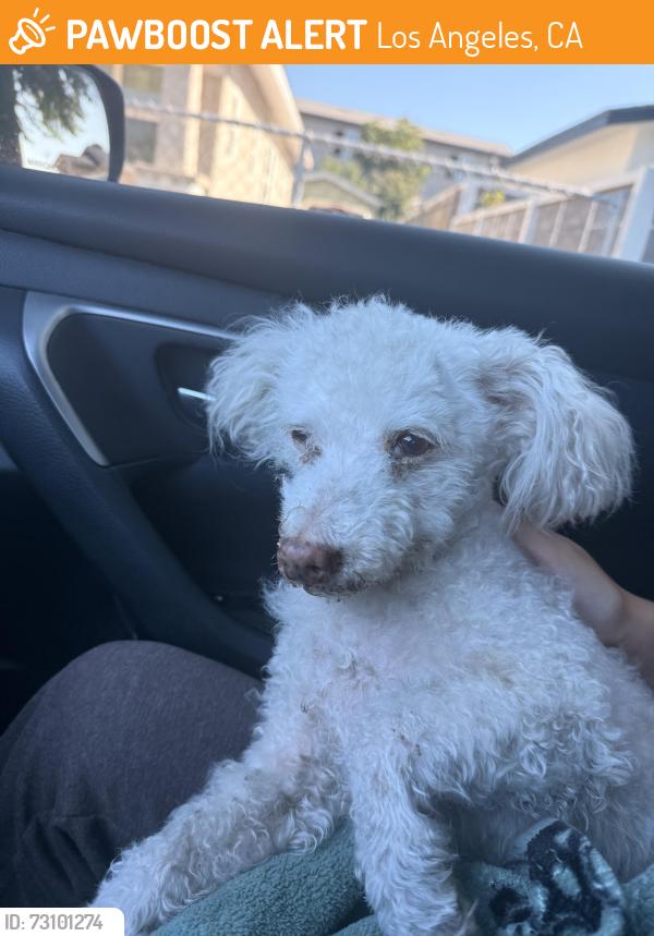 Found/Stray Male Dog last seen Figueroa & Gage, Los Angeles, CA 90044