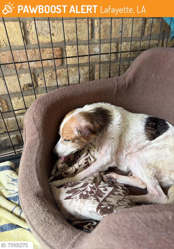 Found/Stray Female Dog last seen Landry, Lafayette, LA 70506