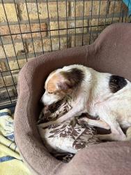 Found/Stray Female Dog last seen Landry, Lafayette, LA 70506