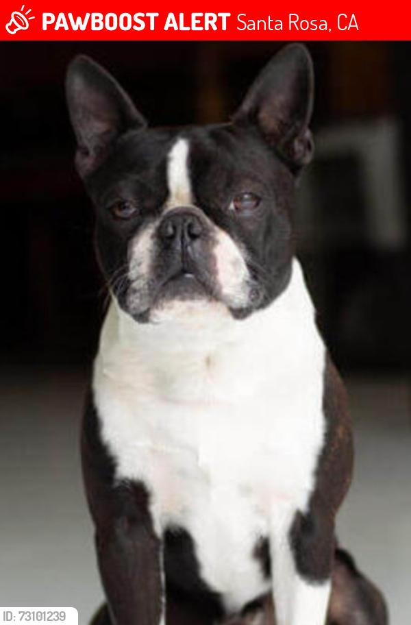 Lost Male Dog last seen Stony Point Road, Sebastopol Road and Burbank Ave, Santa Rosa, CA 95407