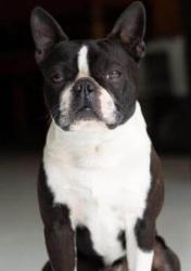 Lost Male Dog last seen Stony Point Road, Sebastopol Road and Burbank Ave, Santa Rosa, CA 95407