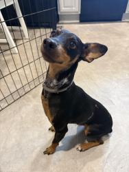 Reunited Male Dog last seen Old Niles Ferry rd near National Fitness, Maryville, TN 37804