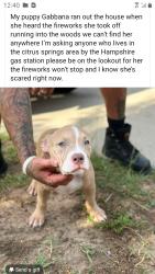 Lost Female Dog last seen Anderson lane, Pine Ridge, FL 34434