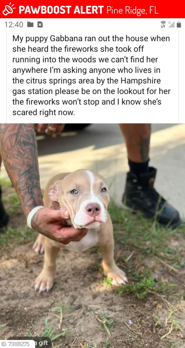 Lost Female Dog last seen Anderson lane, Pine Ridge, FL 34434