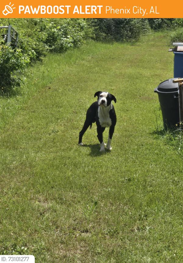 Found/Stray Male Dog last seen 15th Ave S & 1st street s, Phenix City, AL 36869