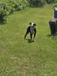 Found/Stray Male Dog last seen 15th Ave S & 1st street s, Phenix City, AL 36869