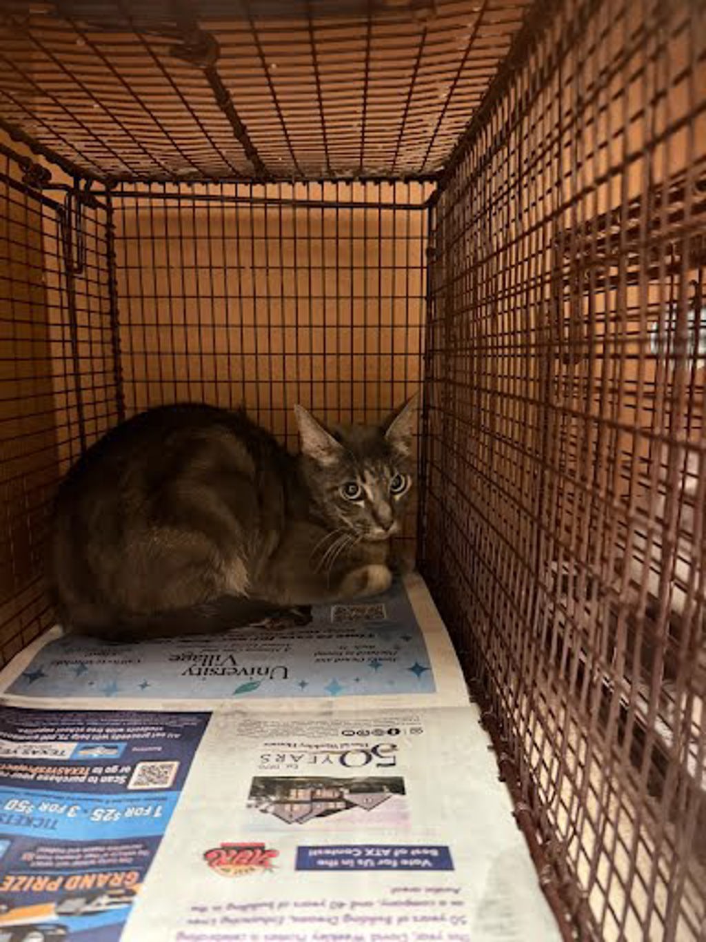 Shelter Stray Unknown Cat last seen Near N Creek Drive, AUSTIN, TX, 78753, 7201 Levander Loop bldg a, Austin, TX 78702, USA