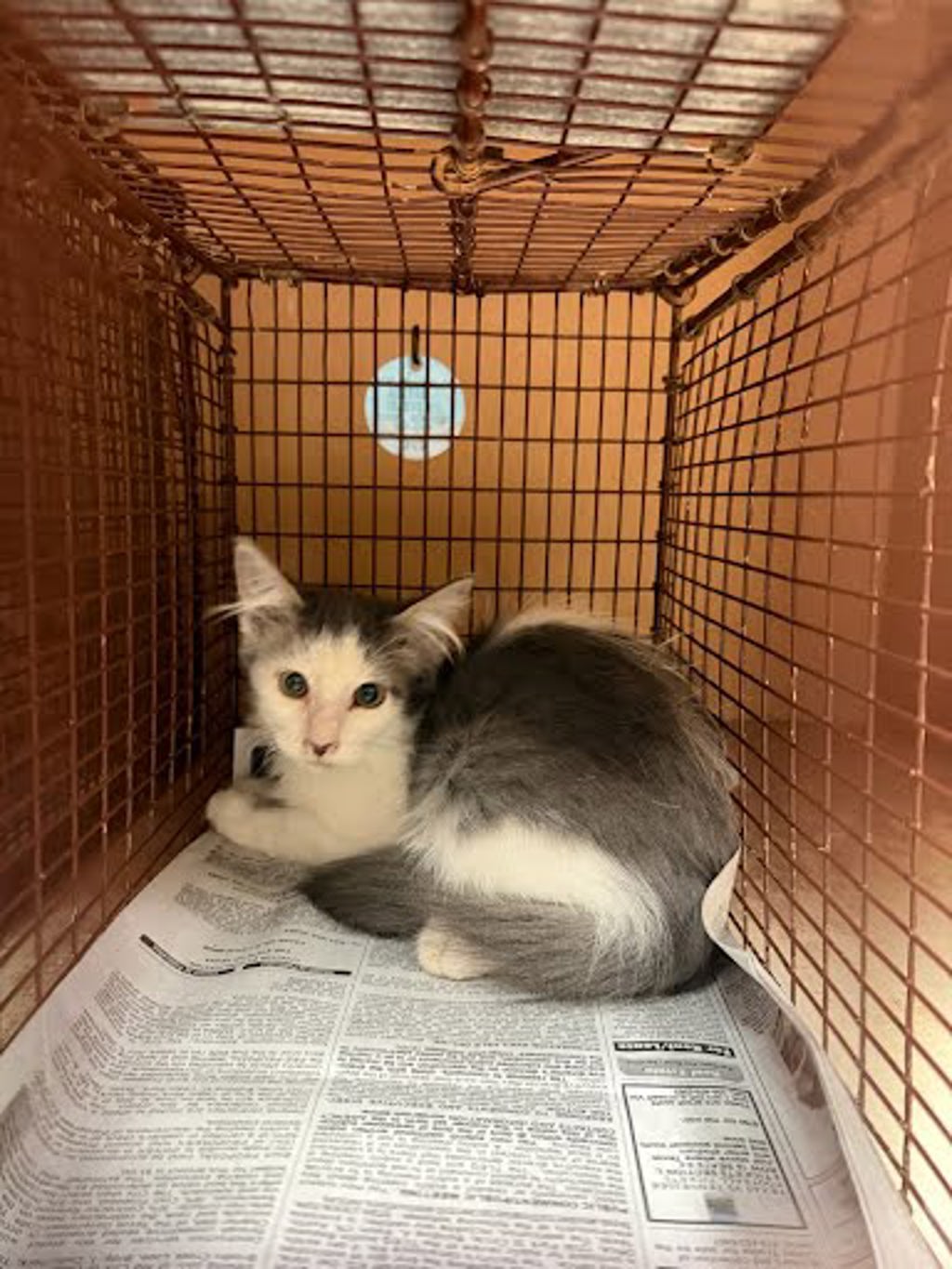 Shelter Stray Unknown Cat last seen Near N Creek Drive, AUSTIN, TX, 78753, 7201 Levander Loop bldg a, Austin, TX 78702, USA