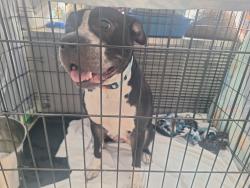 Shelter Stray Female Dog last seen Near Broad Street, STATEN ISLAND, NY, 10304, 3139 Veterans Rd W, Staten Island, NY 10309, USA
