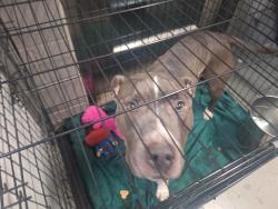 Shelter Stray Male Dog last seen Near Broad Street, STATEN ISLAND, NY, 10304, 3139 Veterans Rd W, Staten Island, NY 10309, USA