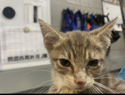 Shelter Stray Male Cat last seen Corson, STATEN ISLAND, NY, 10310, 3139 Veterans Rd W, Staten Island, NY 10309, USA