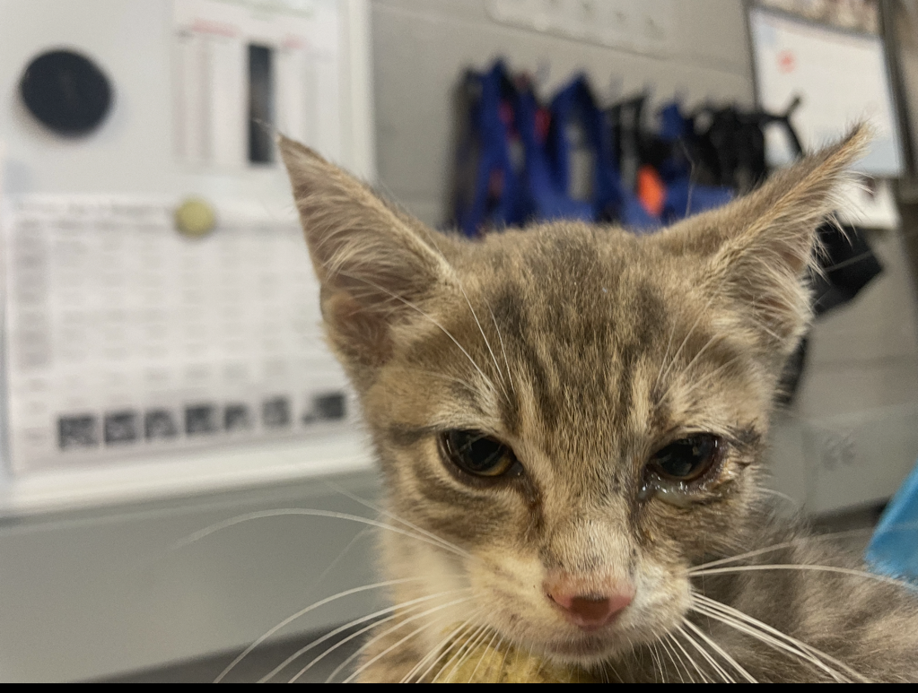 Shelter Stray Male Cat last seen Corson, STATEN ISLAND, NY, 10310, 3139 Veterans Rd W, Staten Island, NY 10309, USA