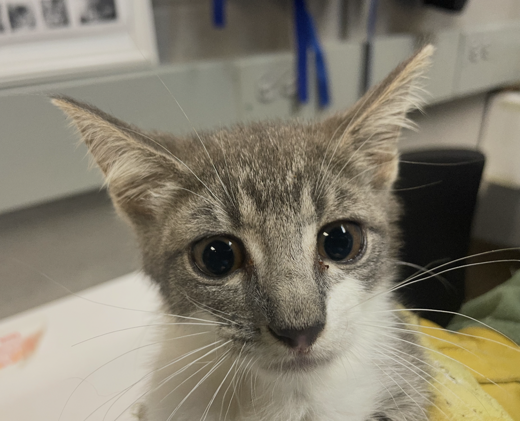 Shelter Stray Female Cat last seen Corson, STATEN ISLAND, NY, 10310, 3139 Veterans Rd W, Staten Island, NY 10309, USA