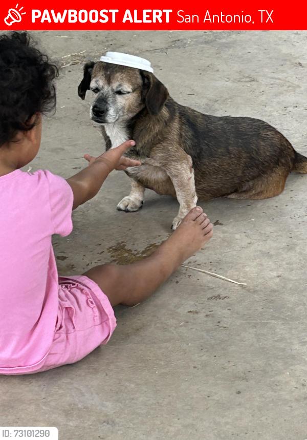 Lost Female Dog last seen Bangor and Maiden San Antonio TX, San Antonio, TX 78228