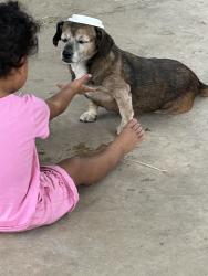Lost Female Dog last seen Bangor and Maiden San Antonio TX, San Antonio, TX 78228