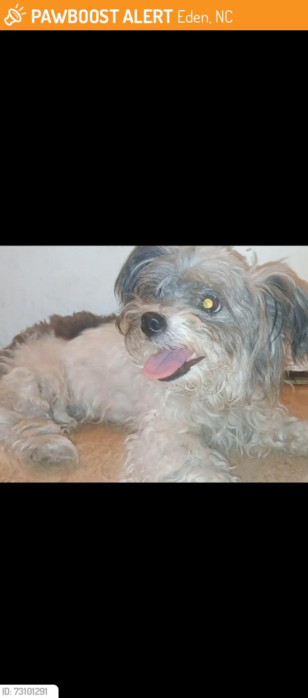 Found/Stray Female Dog last seen E meadow rd eden nc, Eden, NC 27288