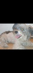 Found/Stray Female Dog last seen E meadow rd eden nc, Eden, NC 27288