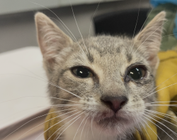 Shelter Stray Female Cat last seen Corson, STATEN ISLAND, NY, 10310, 3139 Veterans Rd W, Staten Island, NY 10309, USA