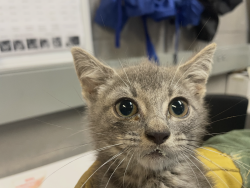 Shelter Stray Female Cat last seen Corson, STATEN ISLAND, NY, 10310, 3139 Veterans Rd W, Staten Island, NY 10309, USA