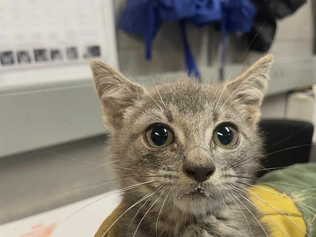 Shelter Stray Female Cat last seen Corson, STATEN ISLAND, NY, 10310, 3139 Veterans Rd W, Staten Island, NY 10309, USA