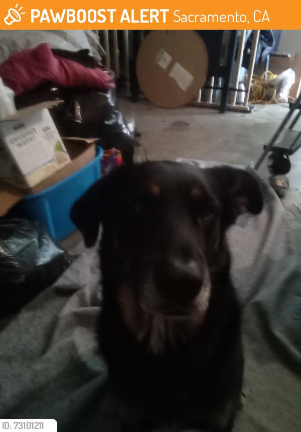 Surrendered Male Dog last seen Northgate El Camino, Sacramento, CA 95833