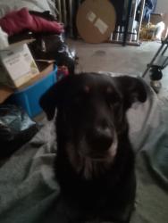 Found/Stray Male Dog last seen Northgate El Camino, Sacramento, CA 95833