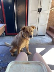 Lost Female Dog last seen Near south ave 19 Los Angeles, CA 90031, Los Angeles, CA 90031