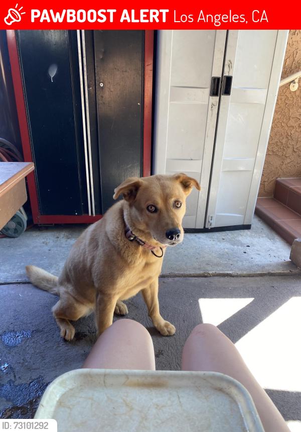 Lost Female Dog last seen Near south ave 19 Los Angeles, CA 90031, Los Angeles, CA 90031