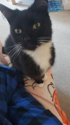 Lost Male Cat last seen Down the road from the old (now closed) car dealership, Suffolk, England 